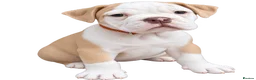 Olde English Bulldogge dogs for sale: READY TO LEAVE 3 old English bulldog  - Advert 15
