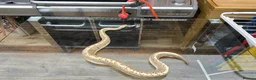 Python Snake reptiles for sale: Ball Python Bamboo Pinestripe in Farnham - Advert 4