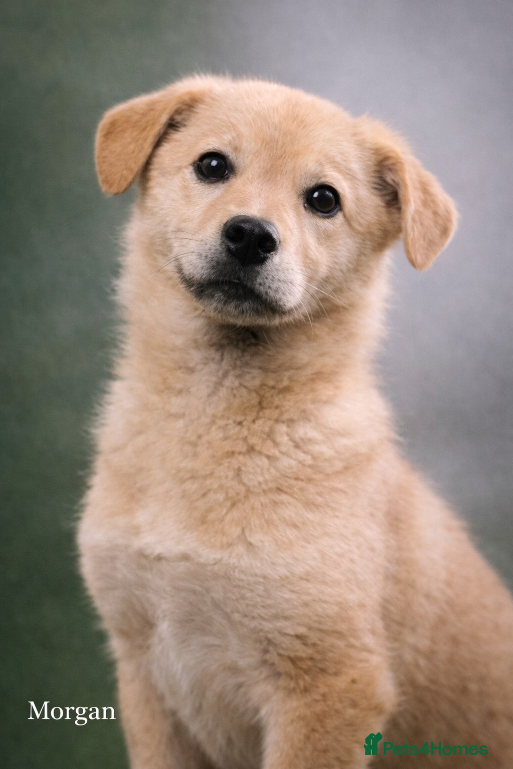 Mixed Breed dogs 💖 MORGAN – A gentle boy with a sunny nature 💖 - Advert 18