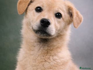 Mixed Breed dogs 💖 MORGAN – A gentle boy with a sunny nature 💖 - Advert 18