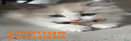 Ragdoll cats for sale: 💙 5 Pure Ragdoll Kittens Available For Sale 💙 - Advert 3