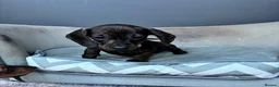 Miniature Dachshund dogs for sale: MINIATURE dachshund puppies UNIQUE fur patterns - Advert 16