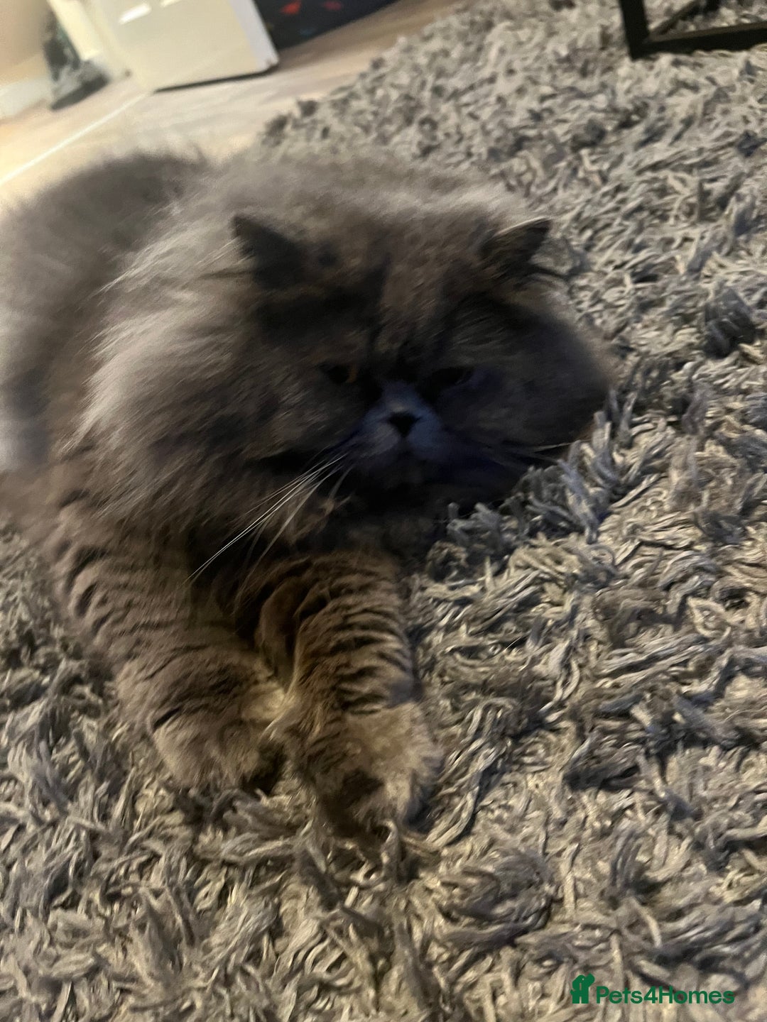 Persian cats for sale: Rehoming male Persian 3 years old - Advert 4