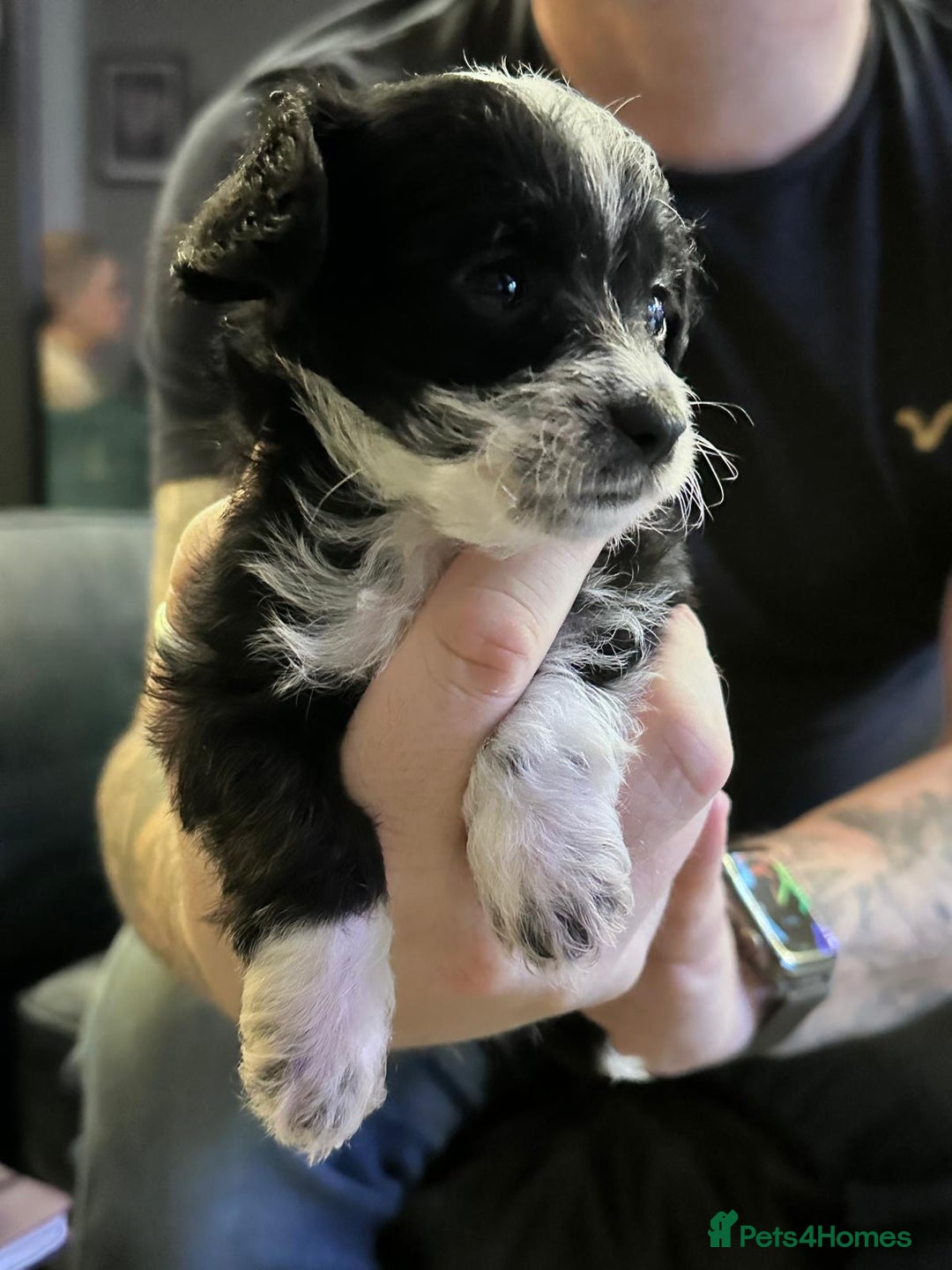 Chipoo dogs for sale: Chihuahua toy poo cross - Advert 3