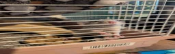 Rat rodents for sale: bonded pair of male rats - Advert 7