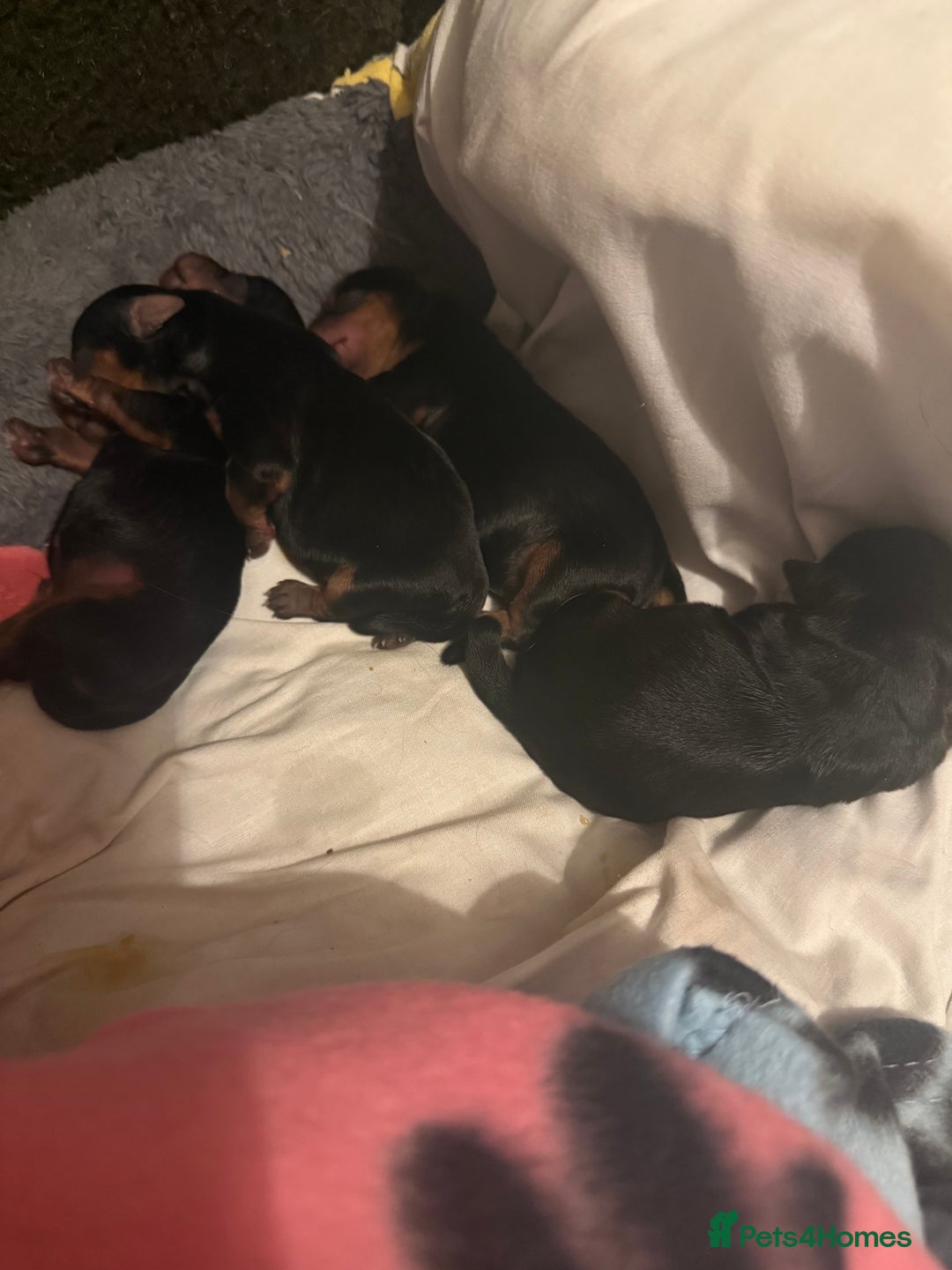 Yorkshire Terrier dogs for sale: Pedigree Yorkshire terrier - Image 8