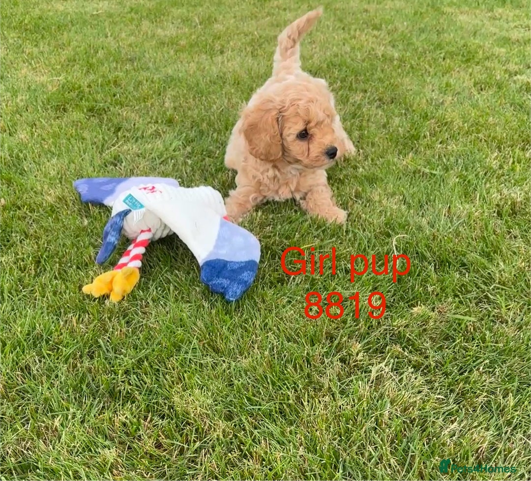 Cavapoochon dogs for sale: Stunning litter of Cavapoochon pups - Image 5