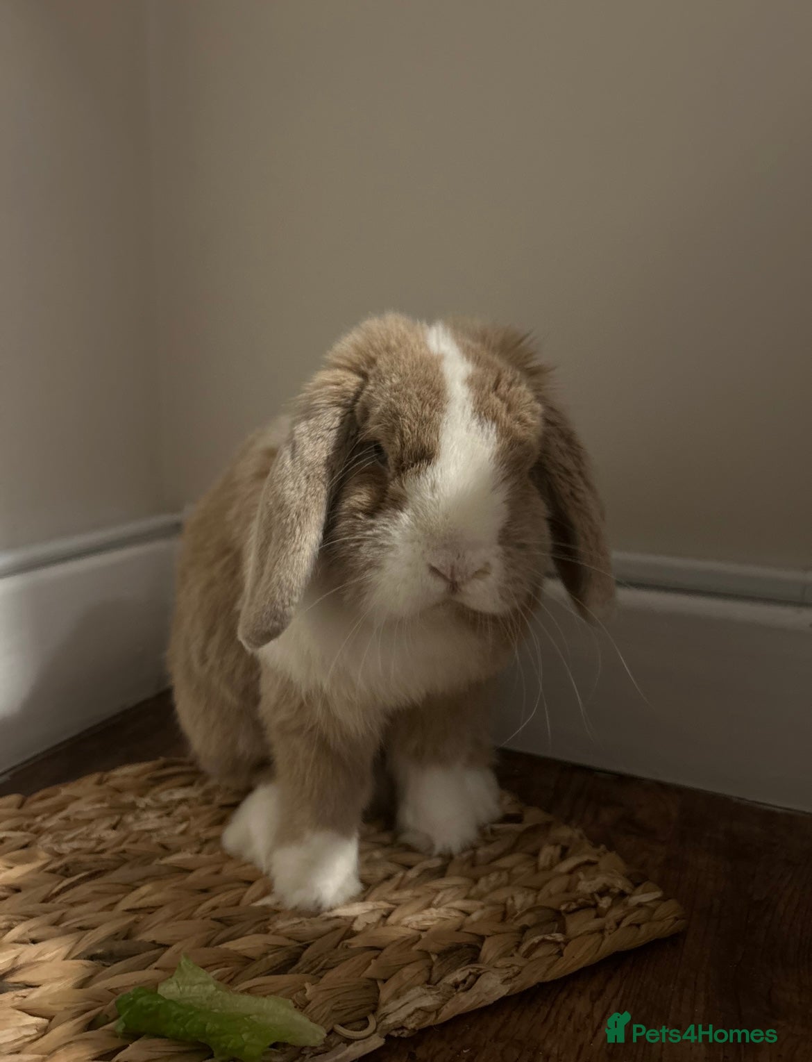 Mini Lop rabbits Spayed/Neutered Female mini lop   - Advert 10