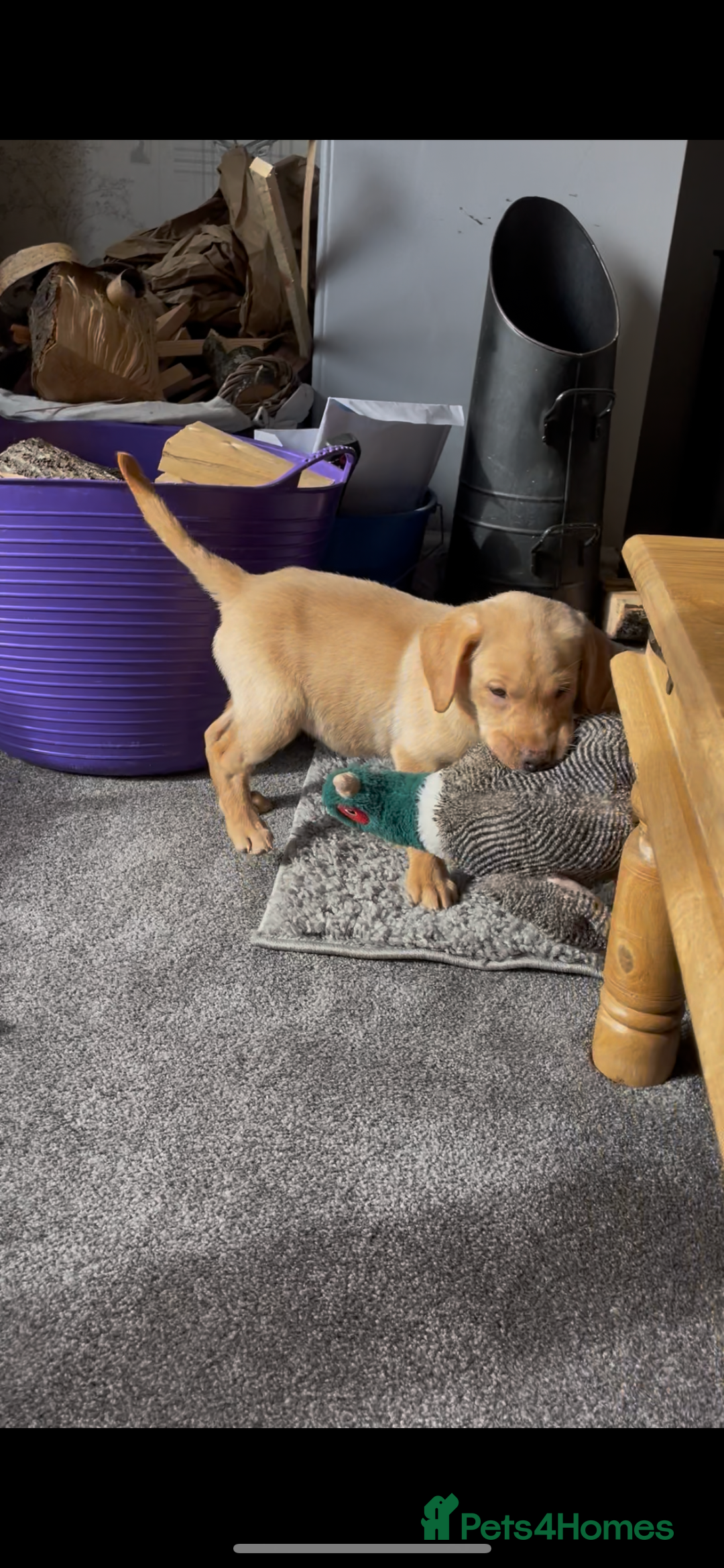 Labrador Retriever dogs for sale: 12 week old KC reg  lab bitch health tested  - Image 2