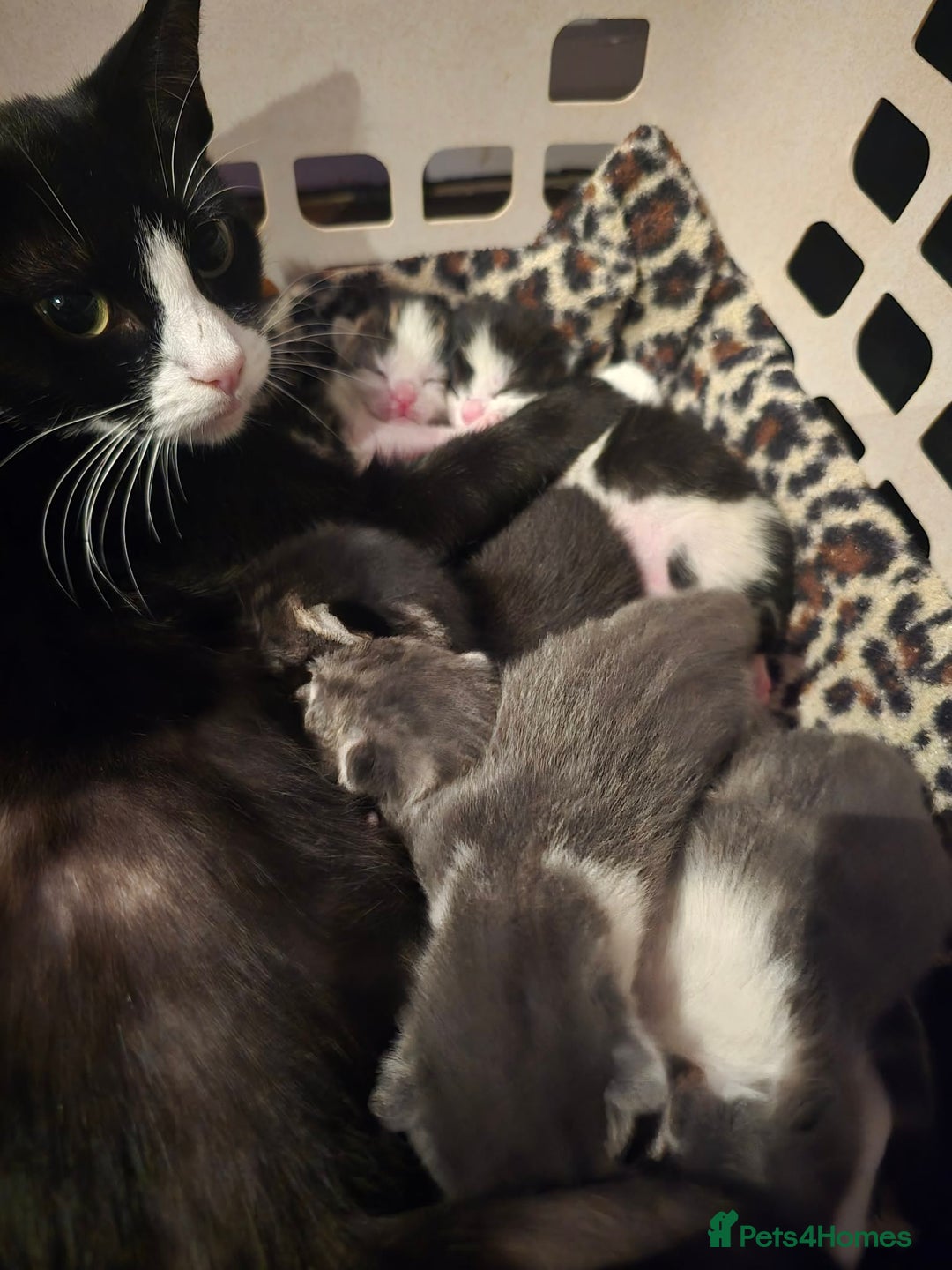 European cats for sale: Kittens ready to go - Advert 4