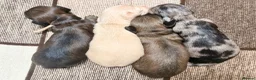 Miniature Dachshund dogs for sale: KC Reg Longhaired Miniature Dachshunds  in Johnstone - Advert 10