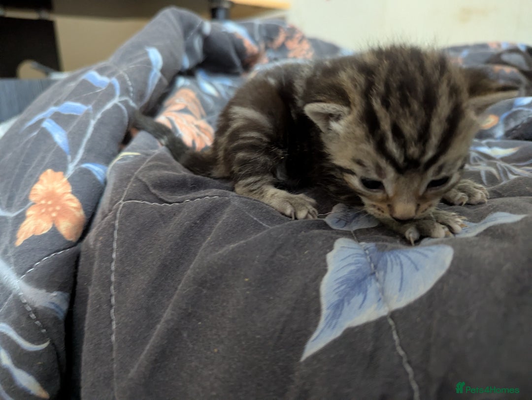 Mixed Breed cats for sale: Tabbies for sale (mixed breed) (8M/1F) - Image 4