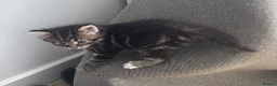 Mixed Breed cats for sale: Adorable fluffy kittens  in Ipswich - Advert 11