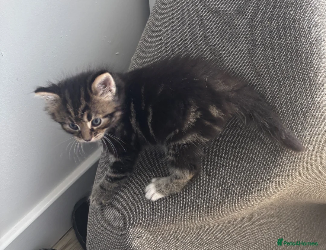 Mixed Breed cats for sale: Adorable fluffy kittens  in Ipswich - Advert 11