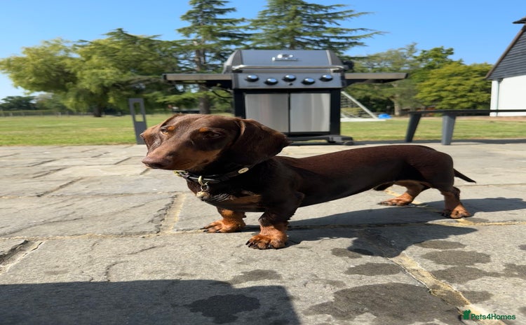 Miniature Dachshund dogs - Advert 13
