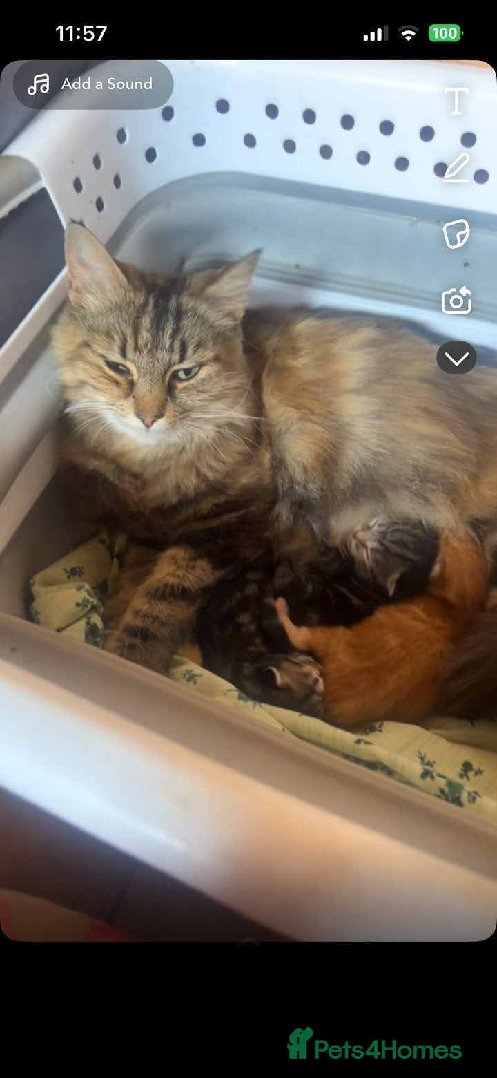 Mixed Breed cats Kitten for sale!  - Advert 4