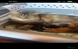 Mixed Breed cats for sale: Kitten for sale!  - Image 1