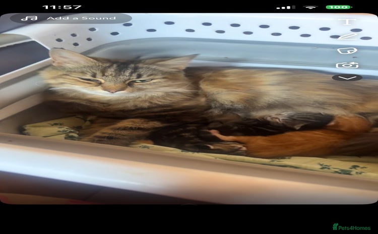 Mixed Breed cats - Advert 3