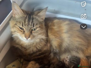 Mixed Breed cats for sale - Advert 1