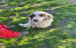 English Setter dogs for adoption: Gytha - Image 2