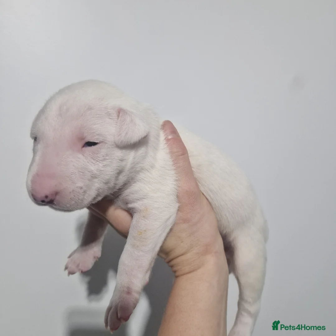 Bull Terrier dogs for sale: Bullterrier  - Advert 7