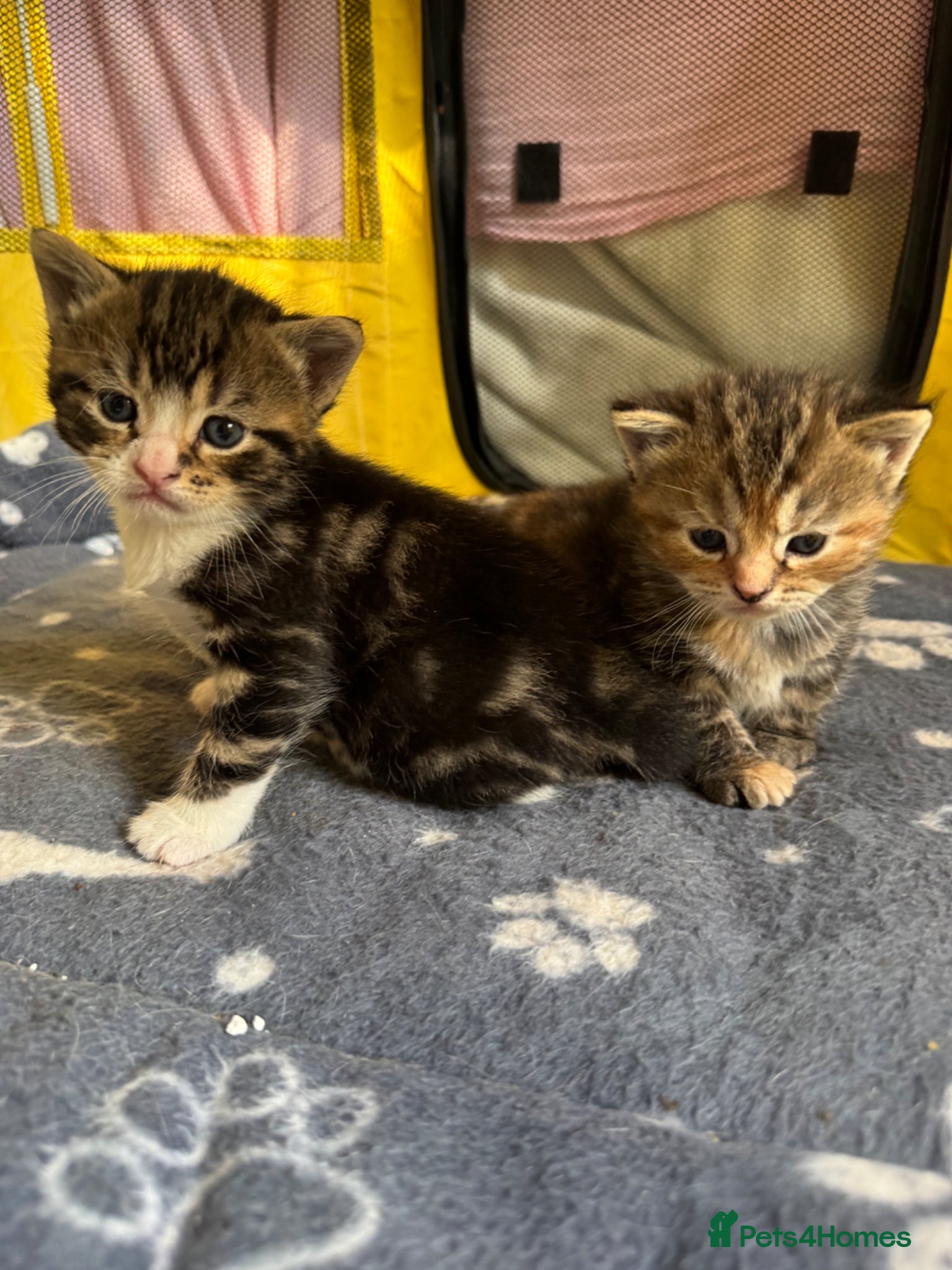 Mixed Breed cats  Beautiful half Maine coon kittens  - Advert 1