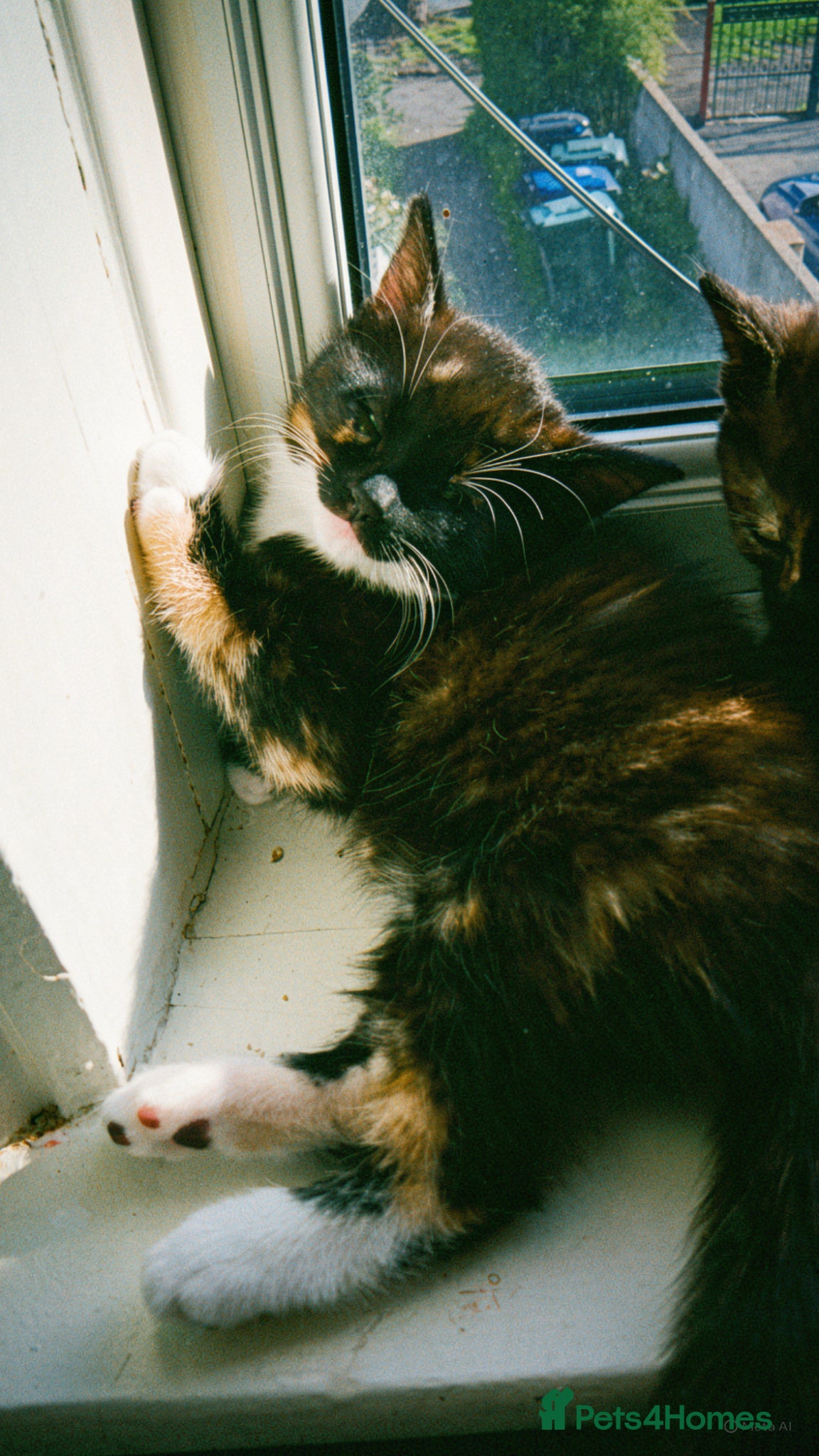 Mixed Breed cats 3 Beautiful Mixed Colour Kittens for Sale - Advert 3