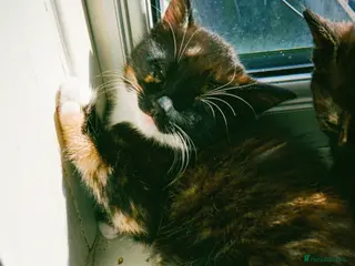 Mixed Breed cats 3 Beautiful Mixed Colour Kittens for Sale - Advert 12