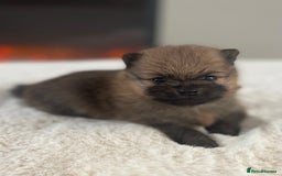 Pomeranian dogs for sale: Pomeranian puppy’s orange sable 🧡🍊🐾 - Image 5