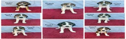 Beagle dogs for sale: Beautiful beagle puppies for sale  - Advert 10
