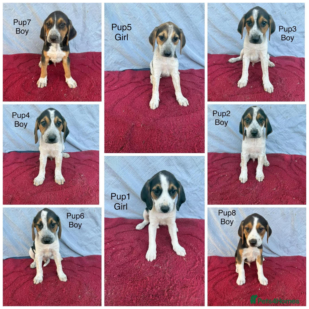 Beagle dogs for sale: Beautiful beagle puppies for sale  - Advert 10