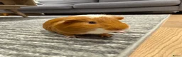 Guinea Pig rodents for sale: Adorable Male Guinea Pig – Cinnamon 🐹  in Southall - Advert 4