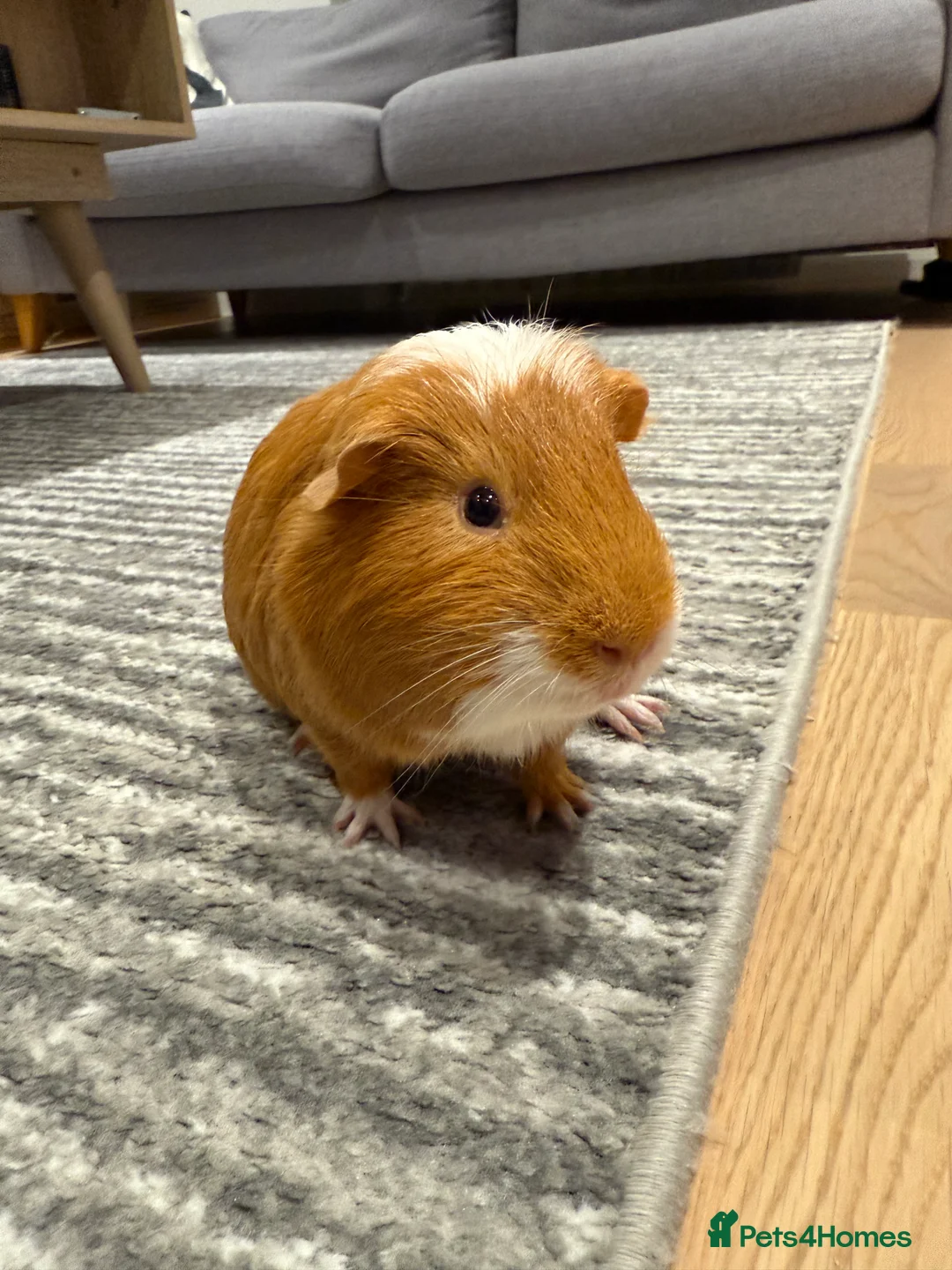Guinea Pig rodents for sale: Adorable Male Guinea Pig – Cinnamon 🐹  in Southall - Advert 4