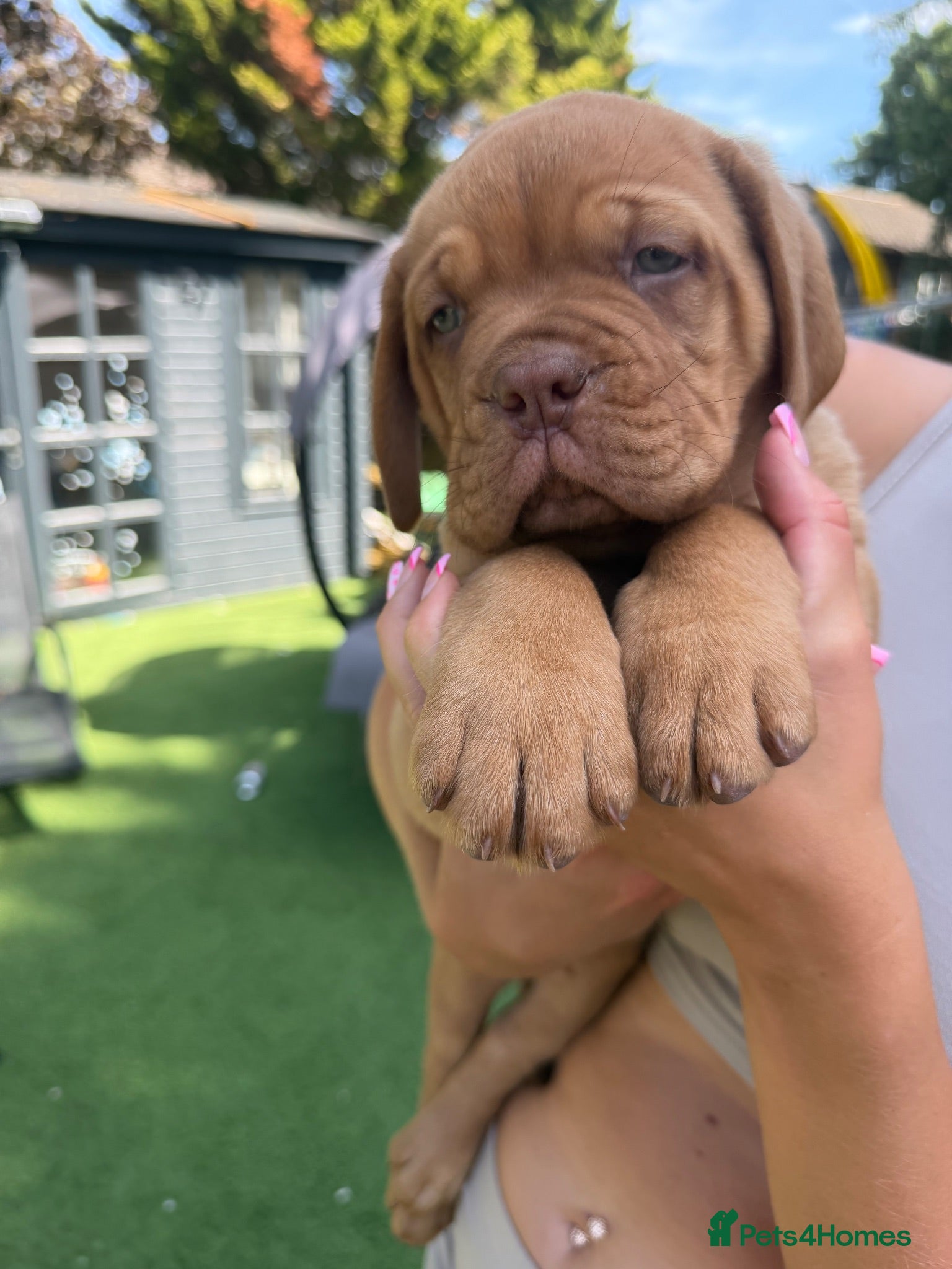 Dogue De Bordeaux dogs Stunning litter of dogue de Bordeaux - Advert 1