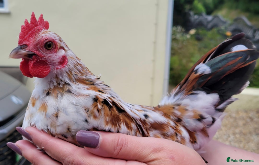 Chickens poultry for sale: Serema Chickens - Image 3