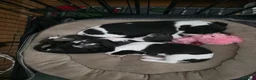 Whippet dogs for sale: 1 Girl Left - KC Whippet Puppies in Aberdeenshire - Advert 13