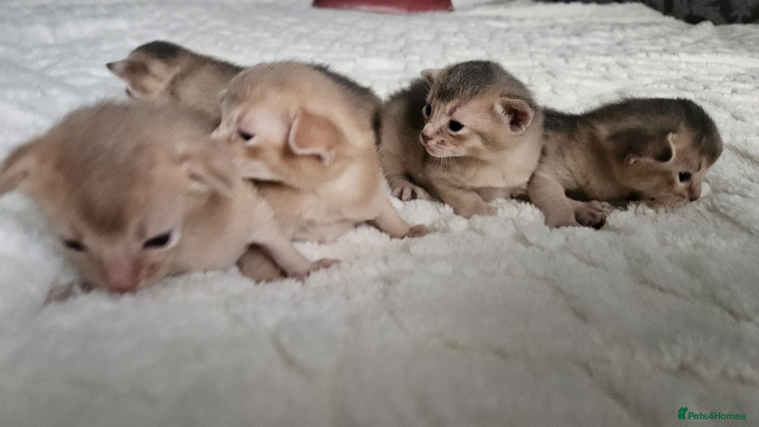 Abyssinian cats for sale: Abyssinian  - Advert 12