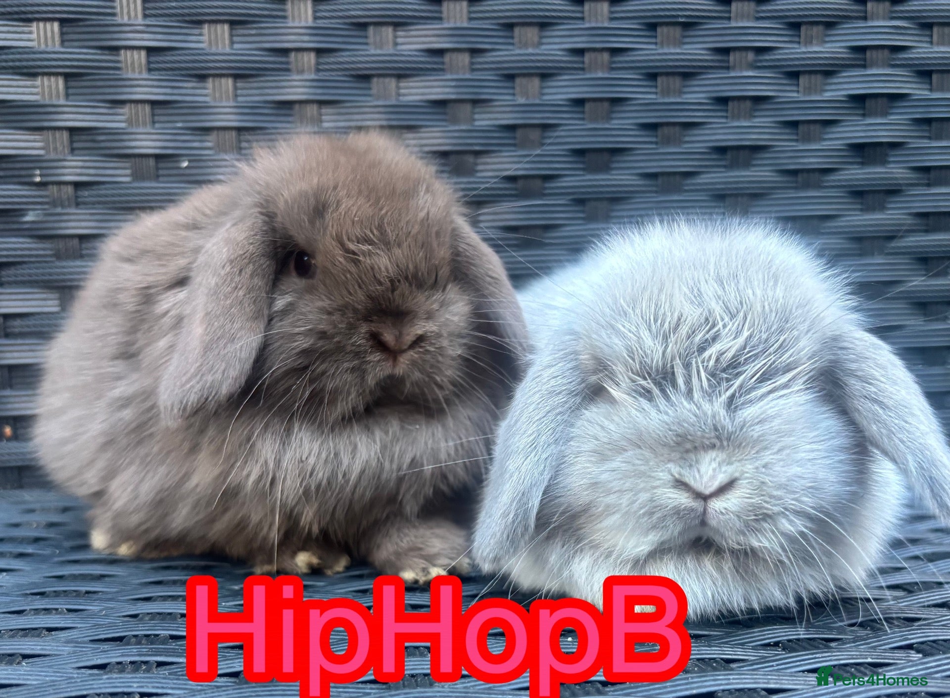 Mini Lop rabbits Pure bred baby pedigreed mini lops  - Advert 1