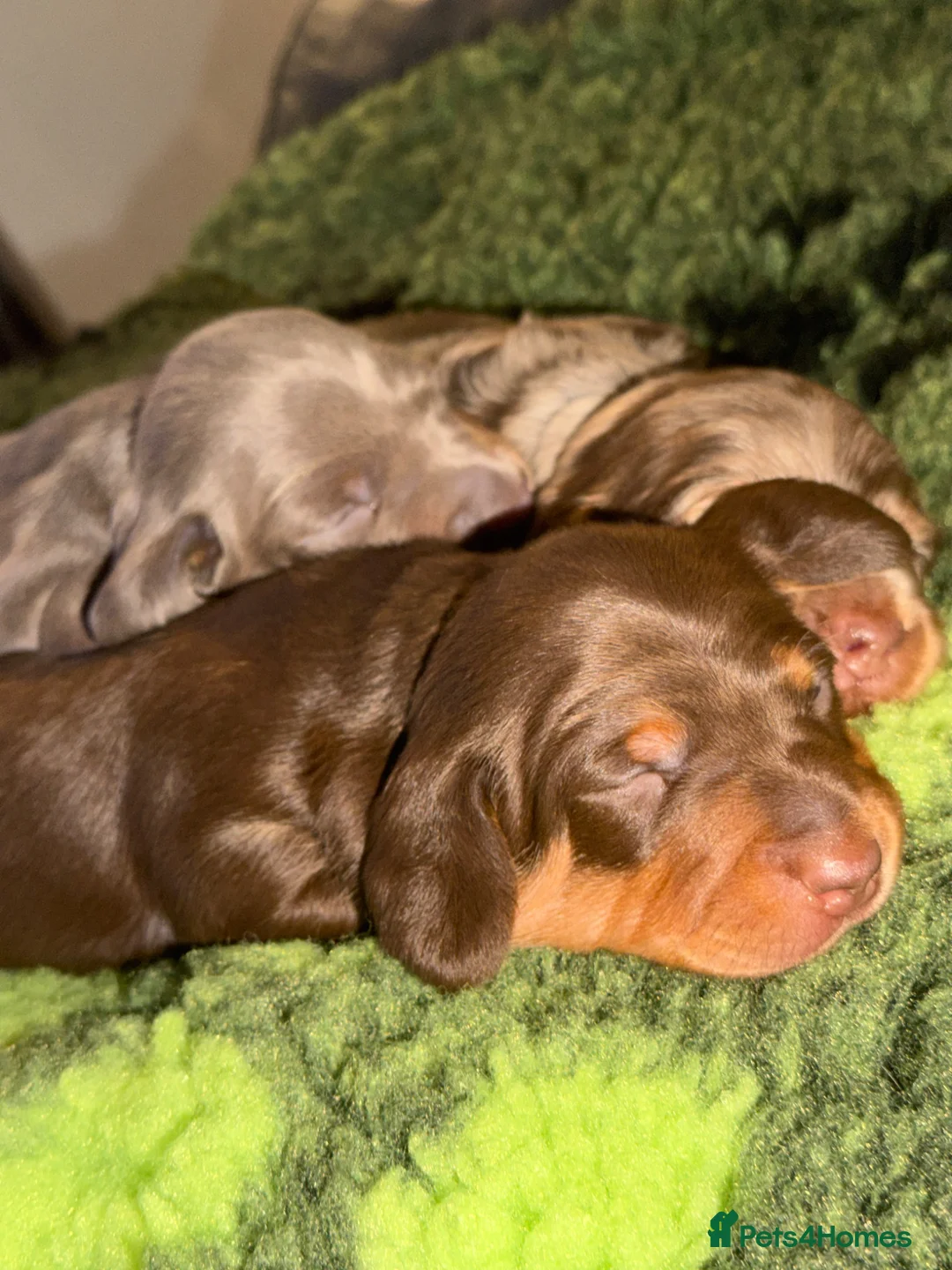 Miniature Dachshund dogs for sale: Miniature dachshund  - Advert 9