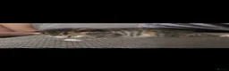 Mixed Breed cats for sale: Maine coon x ragdoll x kittens - Advert 6