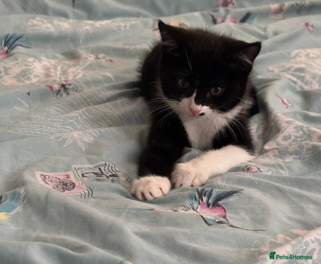 Ragdoll cats for sale: (REDUCED) Adorable Ragdoll Mix Tuxedo Kittens - Image 10
