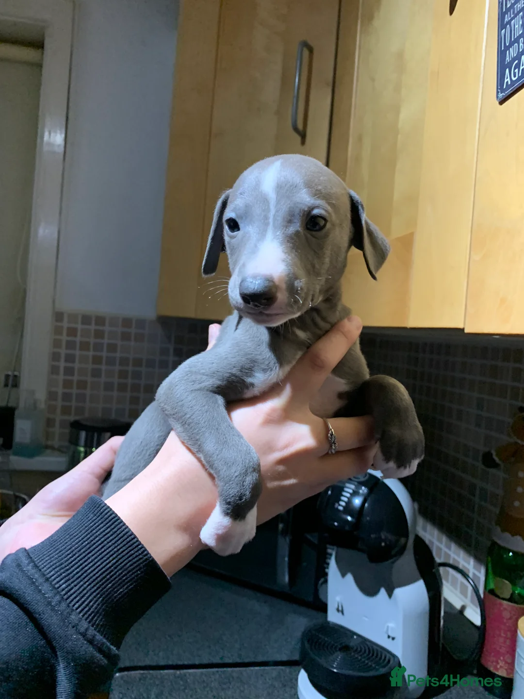 Whippet dogs for sale: Blue Kennel Club Registered Whippet puppies  - Advert 17