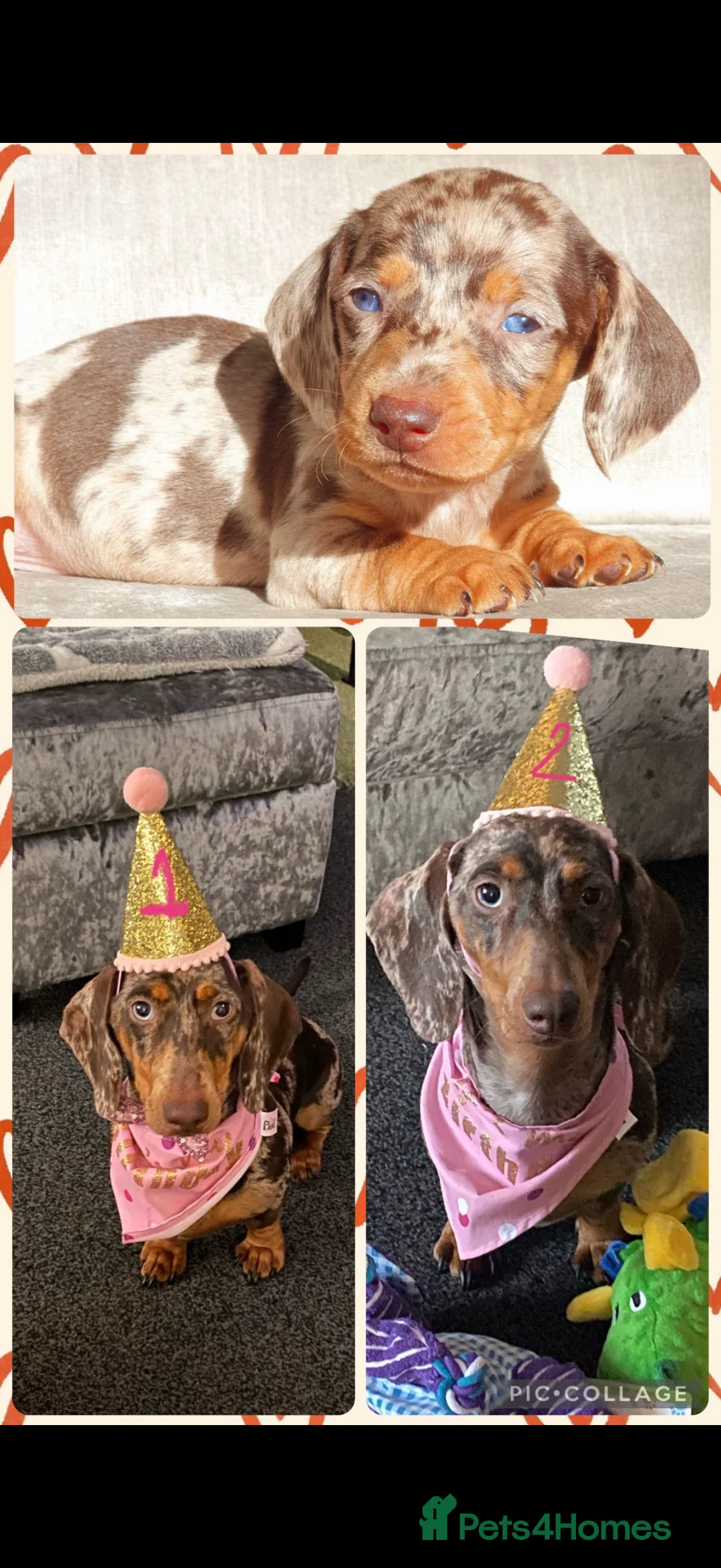 Miniature Dachshund dogs for sale: Chocolate dapple girl 2 years  in Blackpool - Advert 3