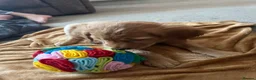 Golden Retriever dogs for sale: Beautiful family raised fox red golden retriever.  - Advert 7