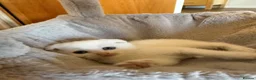 Scottish Fold cats for sale: Gorgeous Scottish Fold & Straight Kittens  in Ayr - Advert 31
