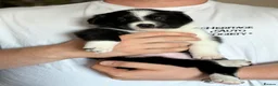 Border Collie dogs for sale: KC registered sport puppies - Advert 5