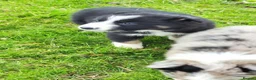 Border Collie dogs for sale: Specialist Bred Border Collie Pups Merle - Advert 6