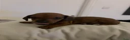 Dachshund dogs for sale: Dachshund puppies  - Advert 12