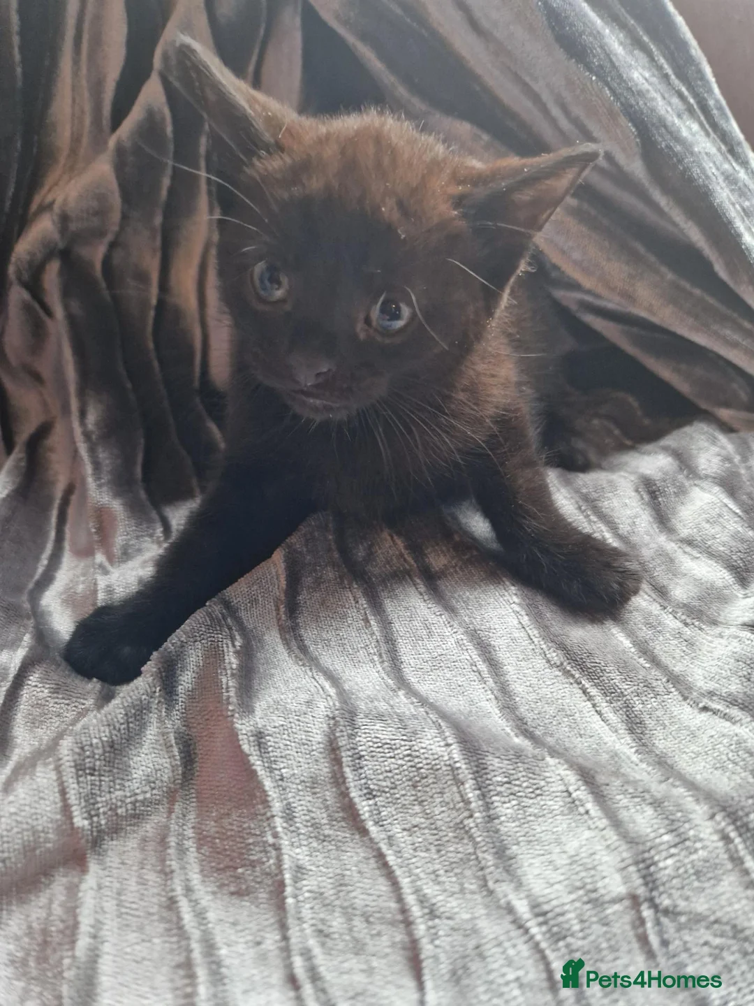 Mixed Breed cats for sale: Kittens for sale - Advert 2