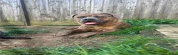 Mixed Breed dogs for sale: Scar: Sweet & Cuddly Pup Looking for a Loving Home in Banbury - Advert 5